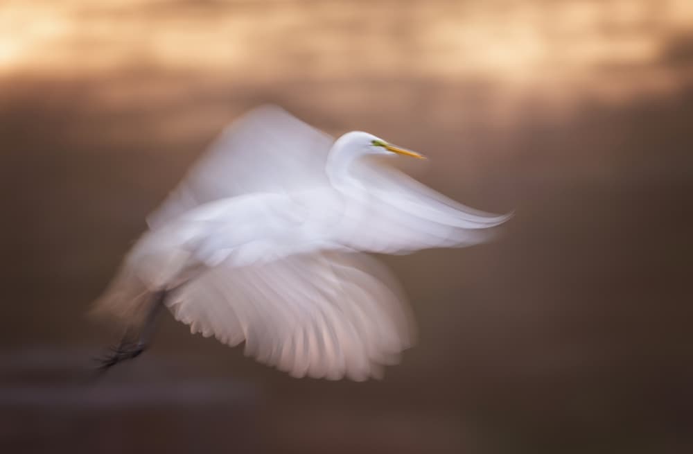 White Egret in Motion by Shi &amp Wei — canvas wall art