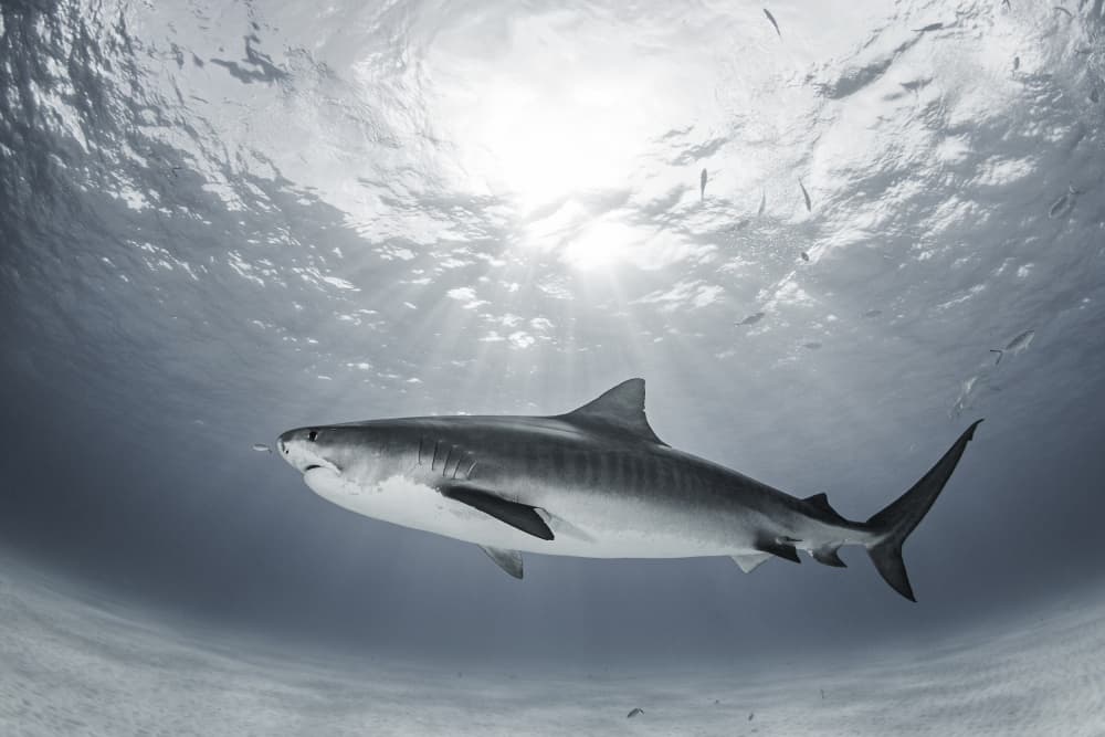 Sunlit Tiger Shark by Ken Kiefer — canvas wall art