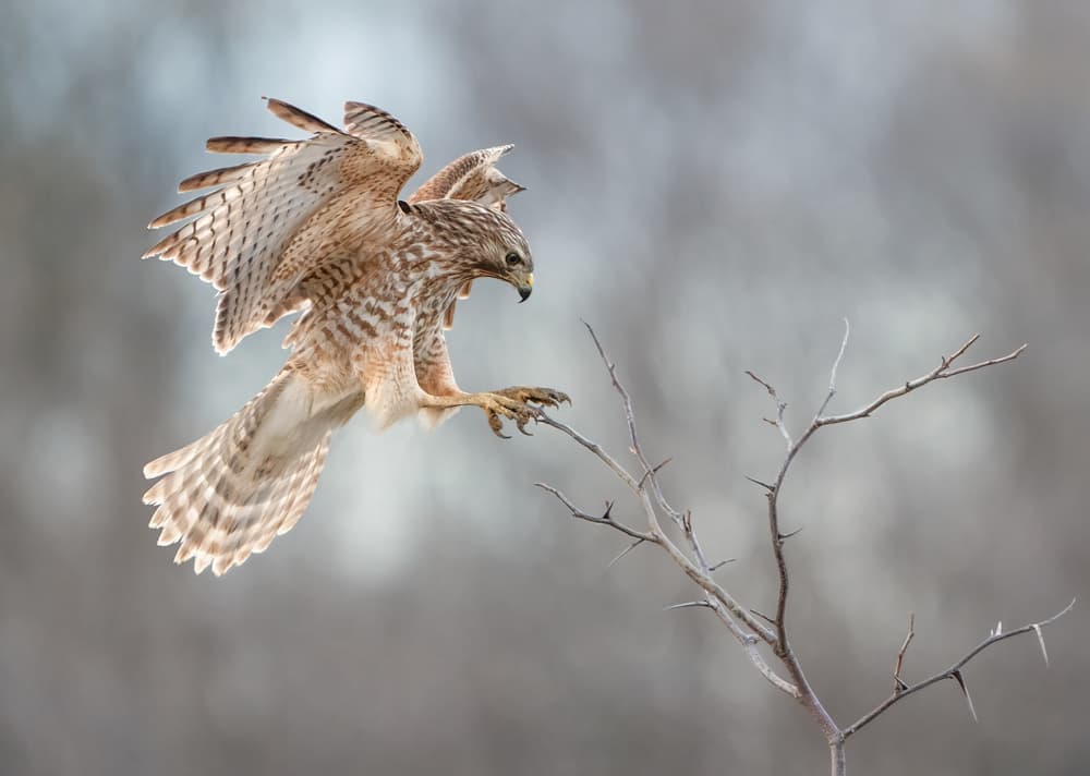 Red-shouldered Hawk Landing by Alex Li — canvas wall art