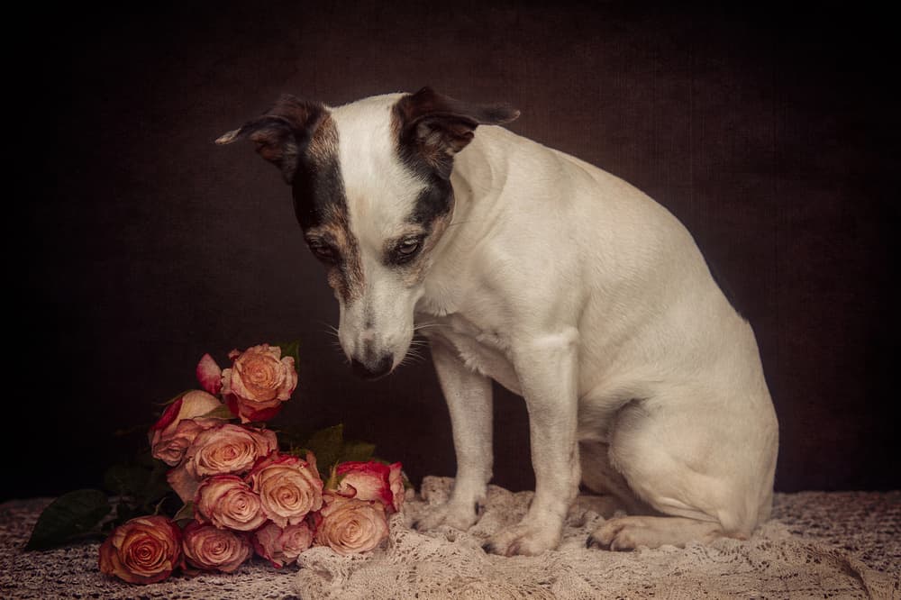 Melancholy Dog And Roses by Heike Willers — canvas wall art
