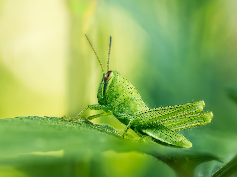 Vibrant Green Grasshopper by Takiko Hirai — canvas wall art