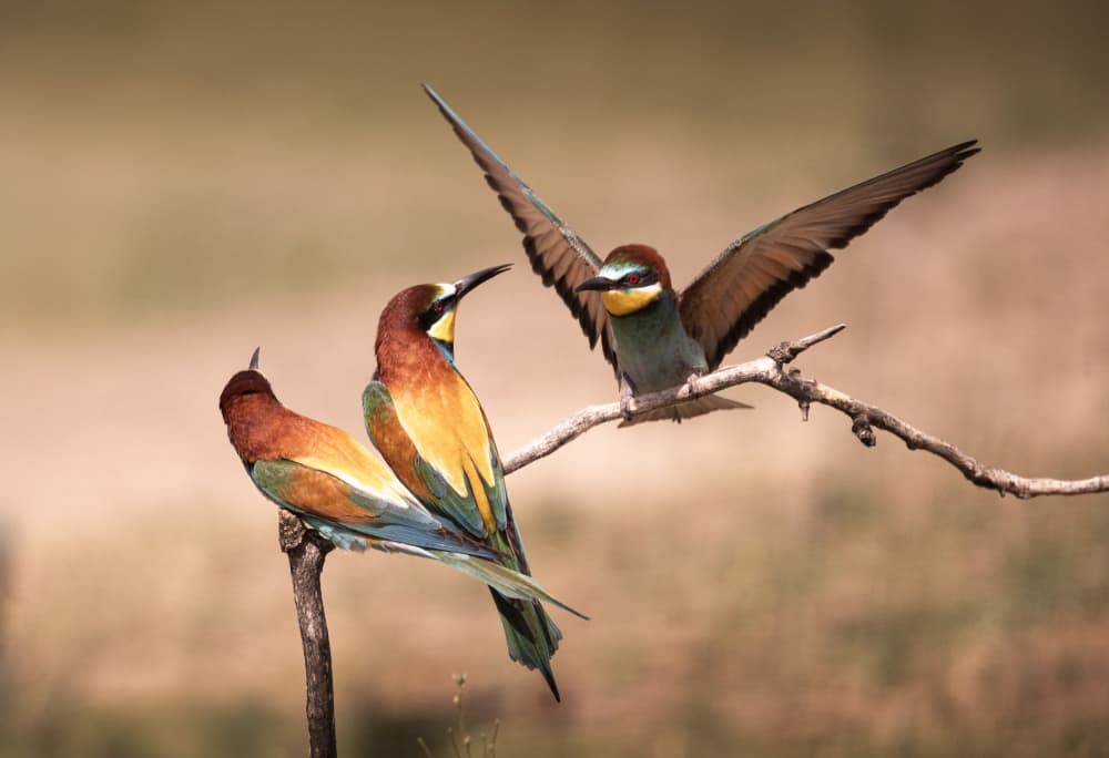Three Bee-eaters Perched by Dennis Zhang — canvas wall art