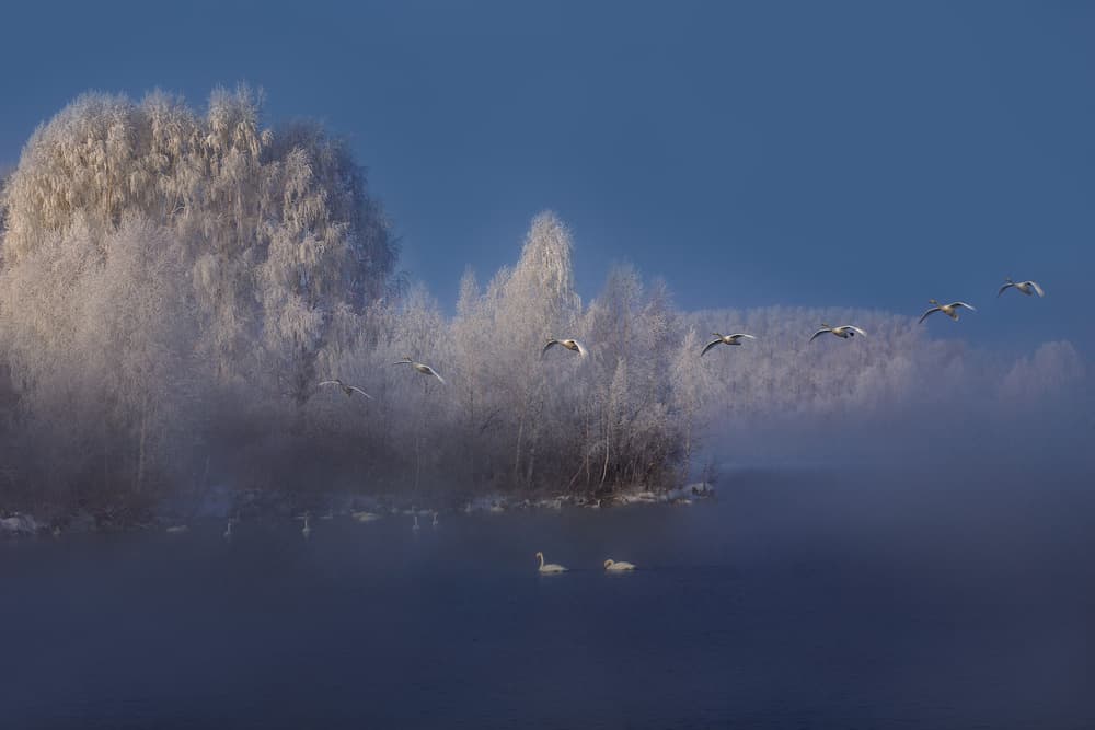 Swans in Winter Mist by Dmitry Kupratsevich — canvas wall art
