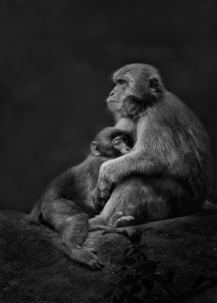 Tender Monkey Embrace by Kaisyakuji Yushi — canvas wall art