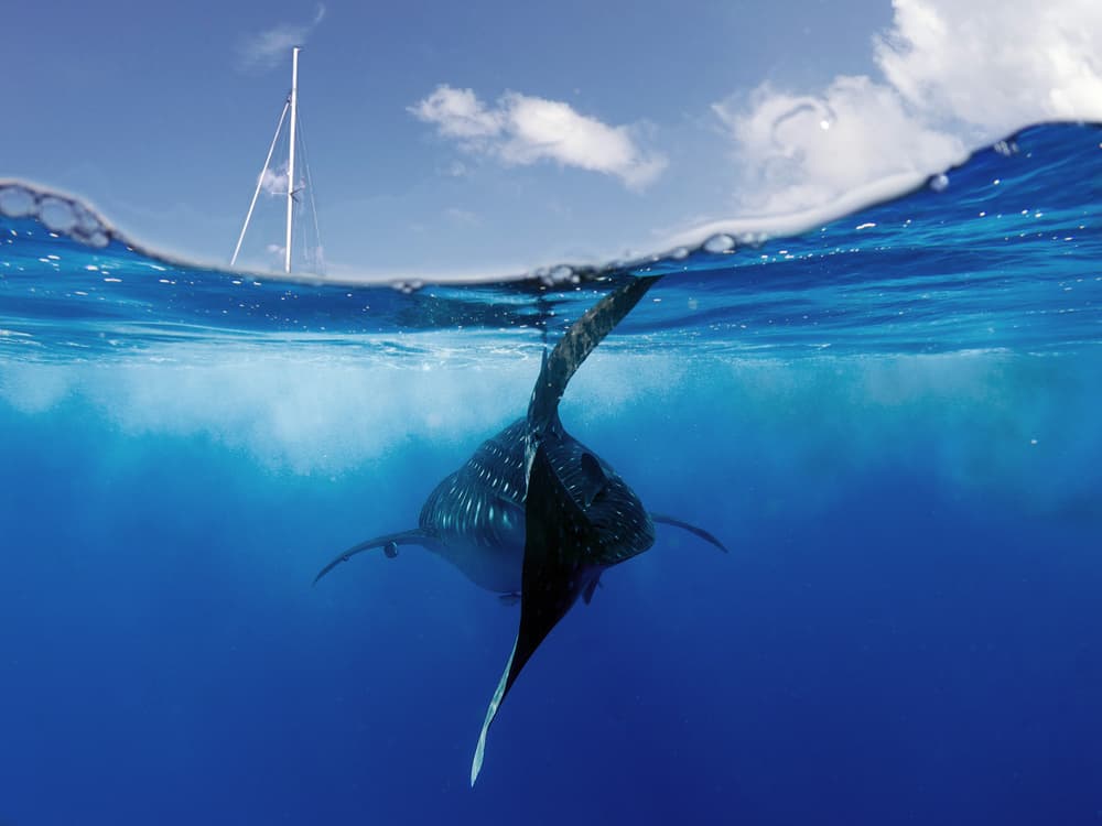 Ocean Split Whale Shark by Alessandro Catta — canvas wall art