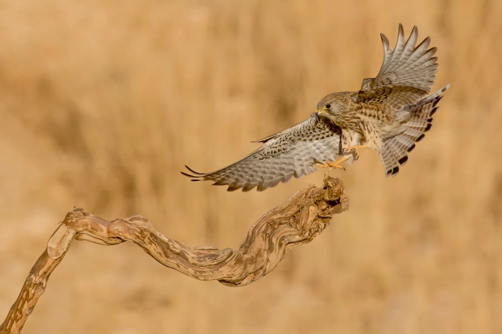 Wild Kestrel Landing by David Manusevich — canvas wall art