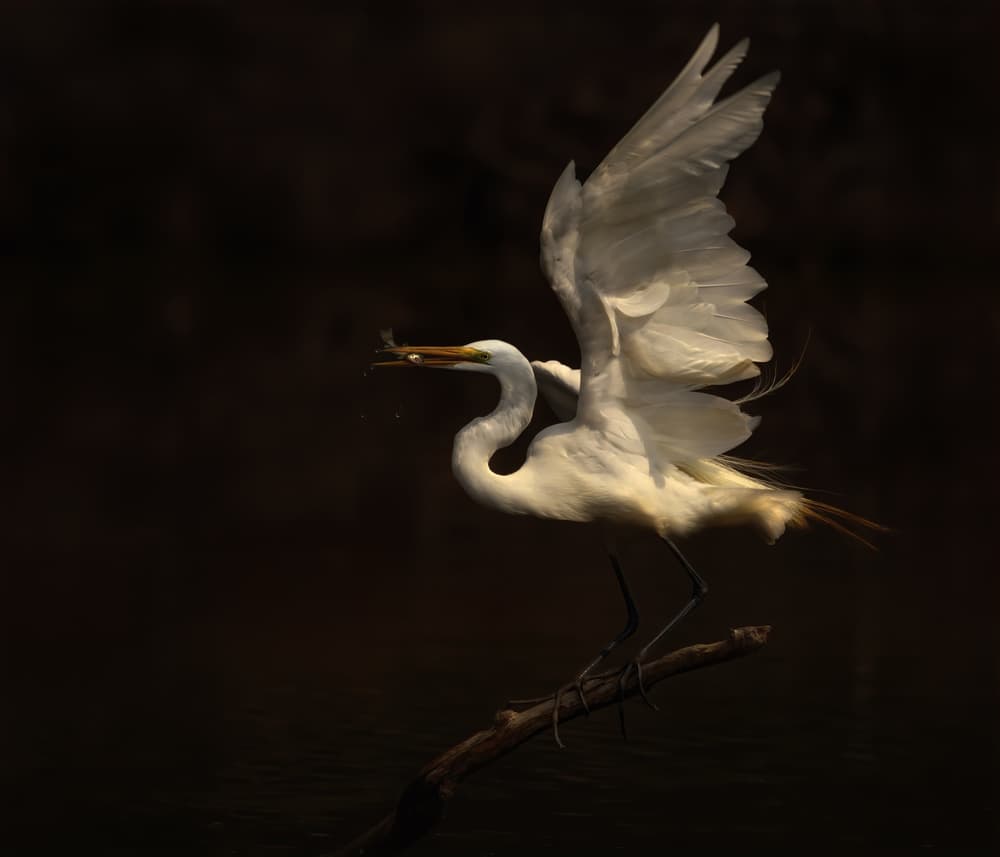 Egret Catches Fish by Susan Breau — canvas wall art