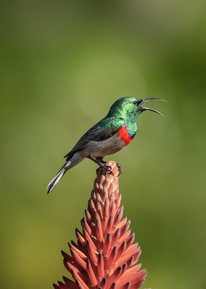 Vibrant Sunbird on Aloe by Joan Zhang — canvas wall art