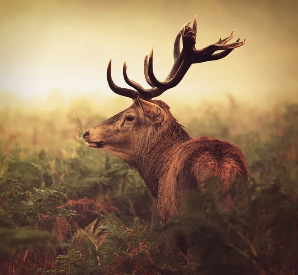 Majestic Forest Stag by Robert Fabrowski — canvas wall art
