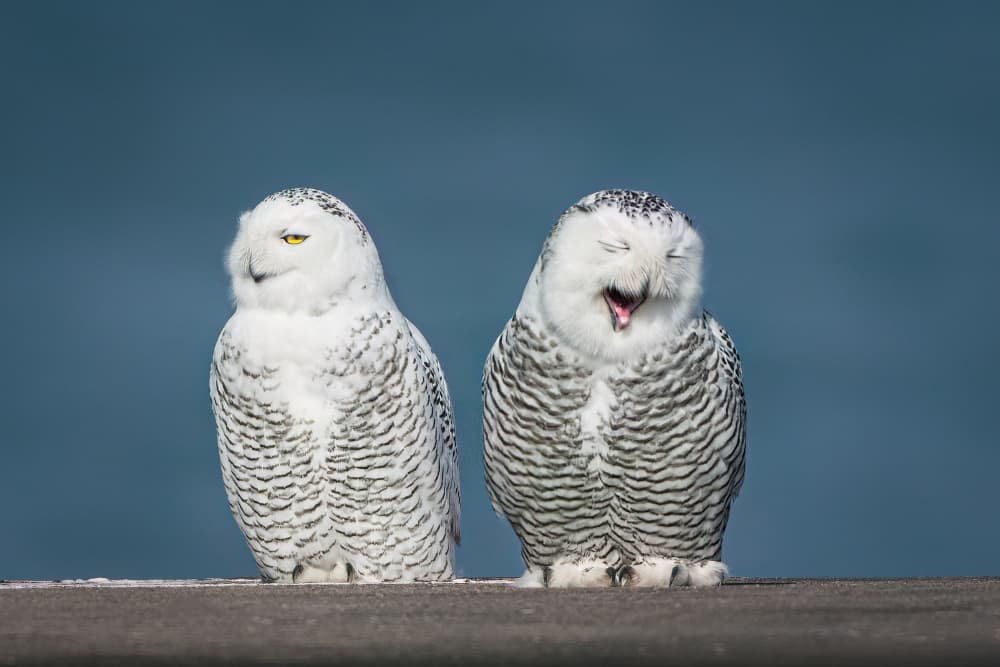 Snowy Owls Laughing by Robert Zhang — canvas wall art