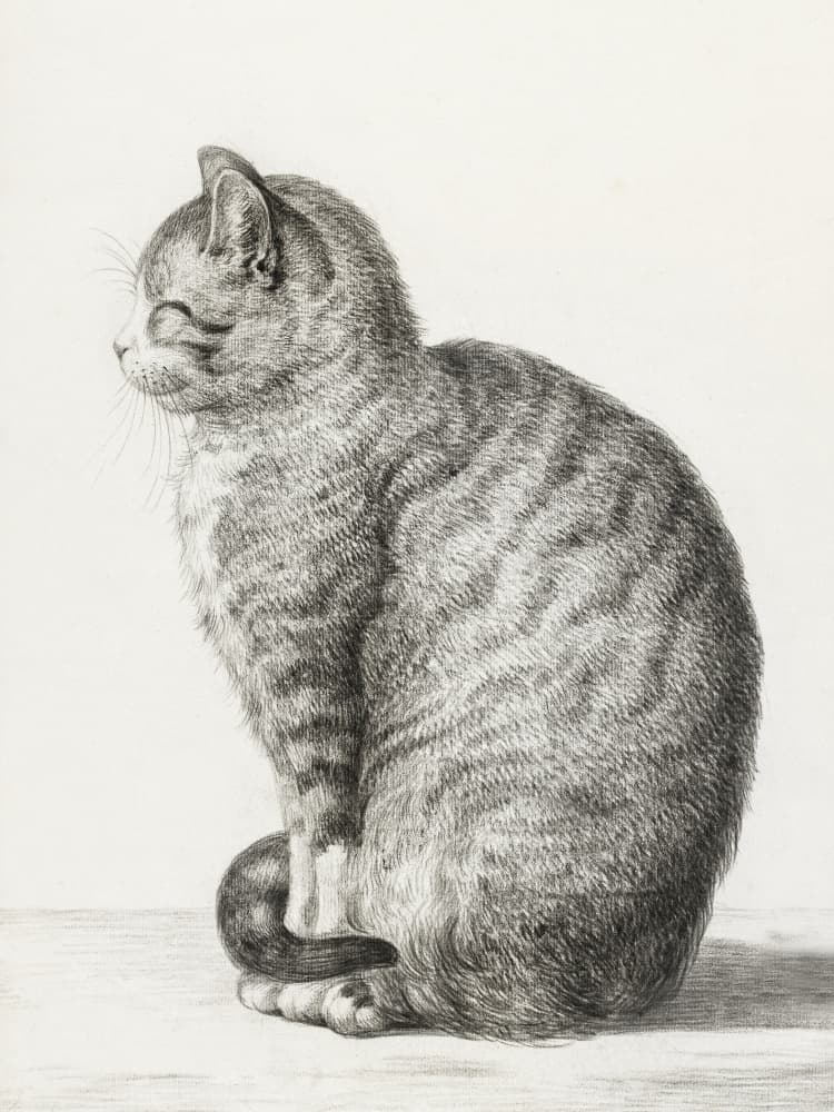 Sitting Cat (1815)