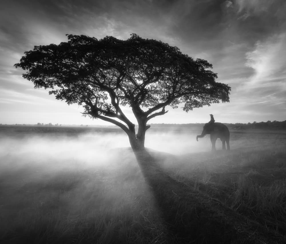 Tranquil Elephant Tree Landscape by Prasad Malgaonkar — canvas wall art