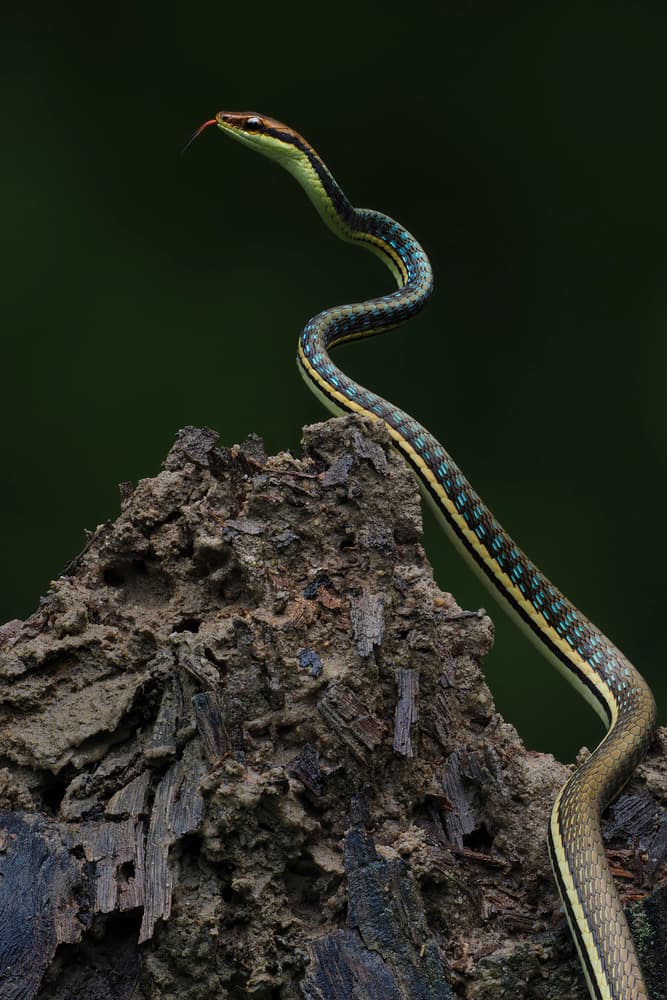 Vibrant Green Snake by Phat Dao Tan — canvas wall art