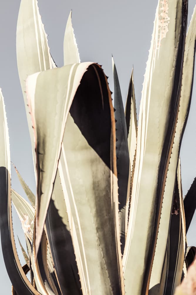 Desert Agave Plant by Pictufy Studio III — canvas wall art