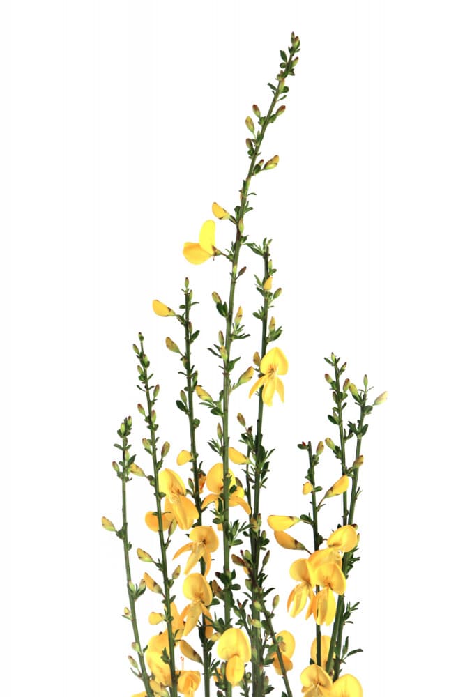 Bright Yellow Blooms by Rosana Laiz Blursbyai — canvas wall art