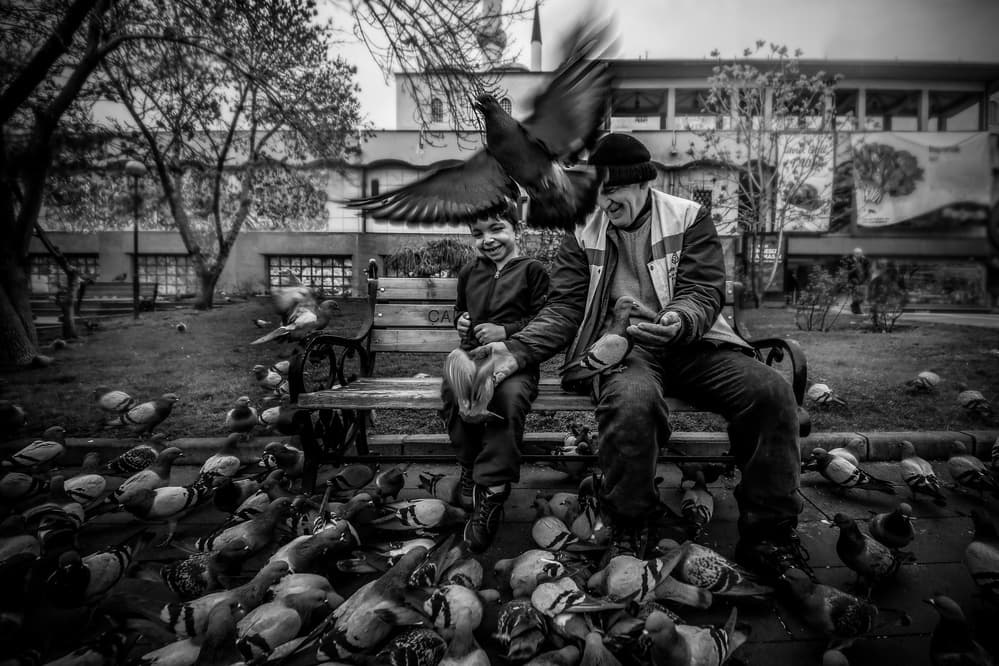 Joyful Pigeon Feeding by Ummu Nisan Kandilcioglu — canvas wall art