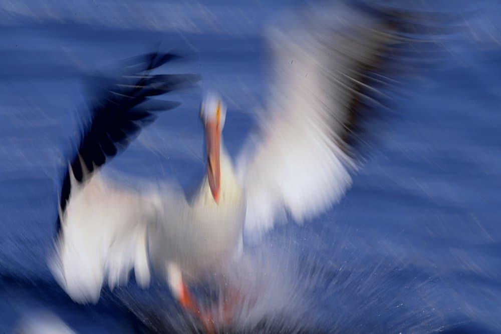 Pelican Water Landing by Qingsong Wang — canvas wall art