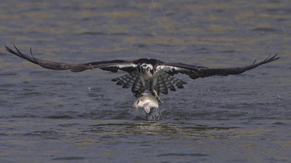 Osprey Catches Fish by Gavin Lam — canvas wall art