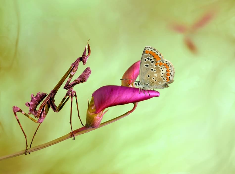Praying Mantis And Butterfly by Jimmy Hoffman — canvas wall art