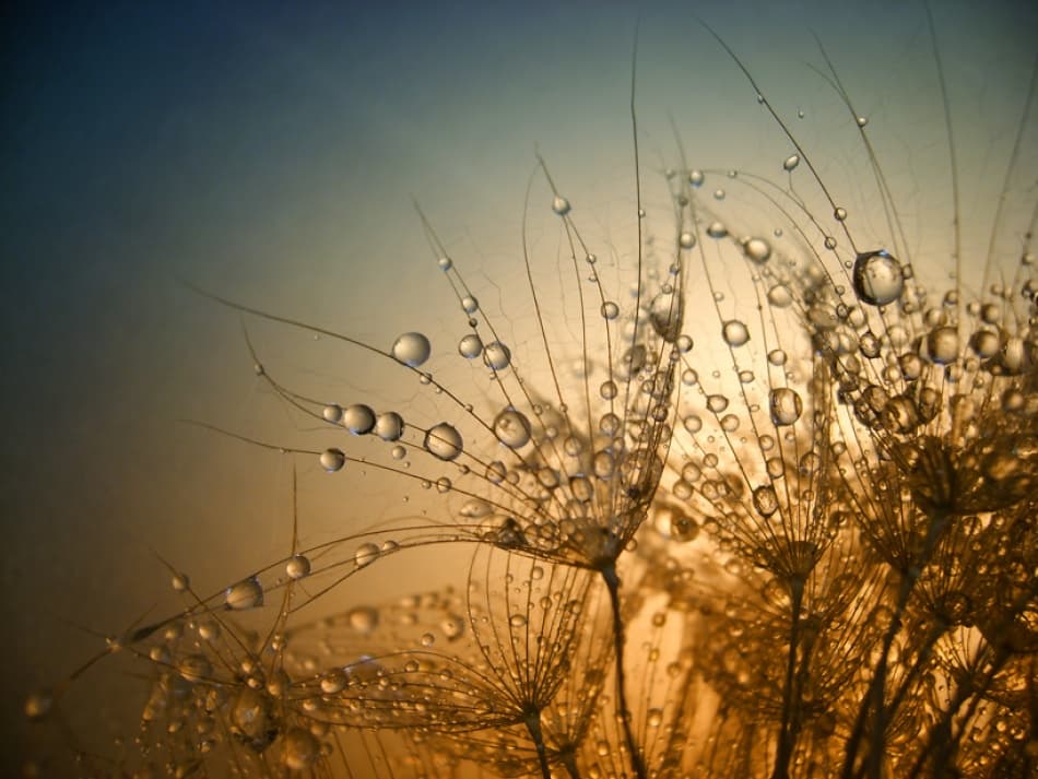 Glistening Dandelion Seeds by Dimitar Lazarov - Dim — canvas wall art