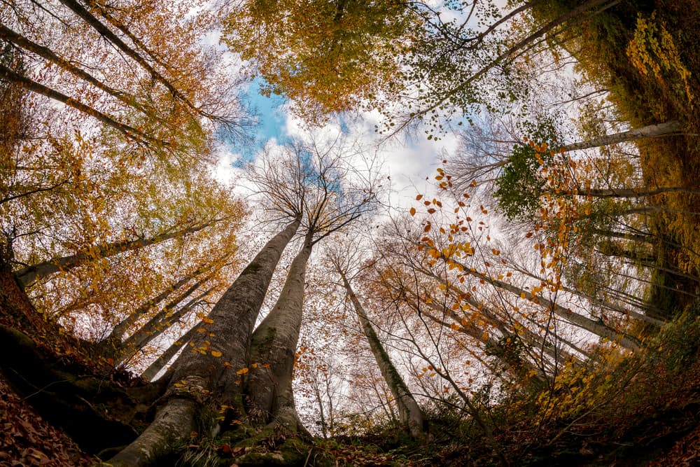 Golden Forest Sky View by Hakime Küçük — canvas wall art