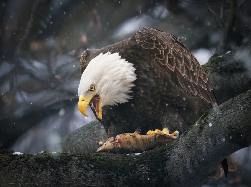 Bald Eagle Winter Feast by Vicki Lai — canvas wall art