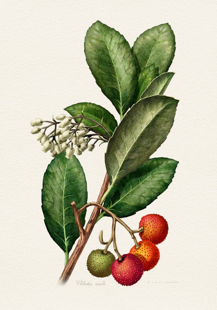 Vintage Strawberry Tree by Juan Hernaz — canvas wall art