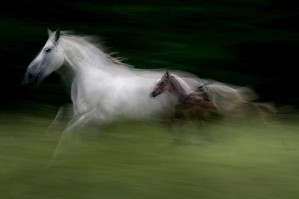 Mare and Foal Galloping by Milan Malovrh — canvas wall art