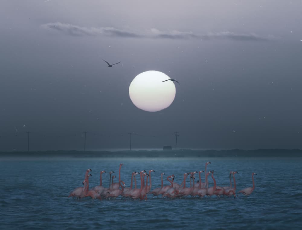 Serene Moonlit Flamingos by Larry Deng APA — canvas wall art