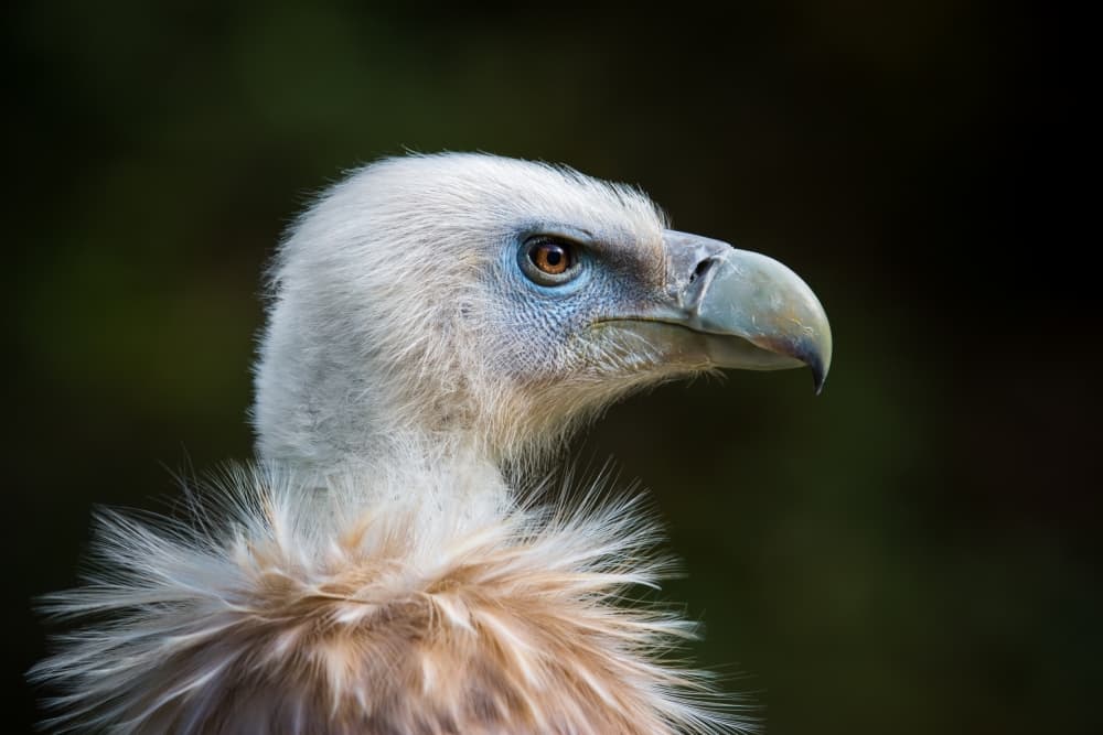 Griffon Vulture Profile by Sebastian Graf — canvas wall art