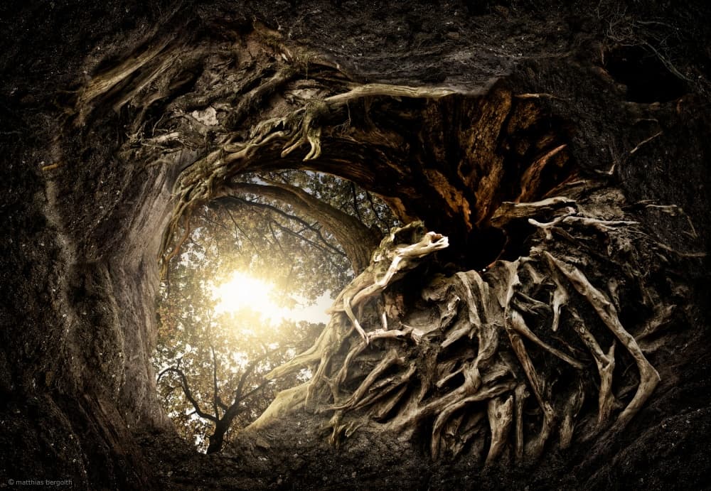 Ancient Tree Portal