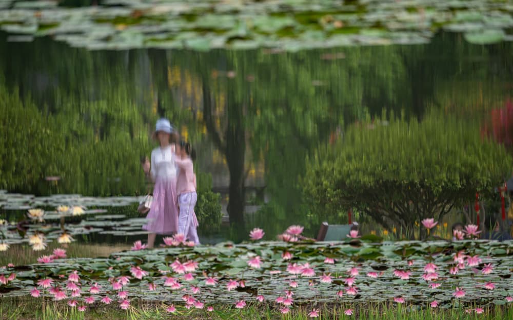 Pink Lilies Pond Reflection by Yunarto Song — canvas wall art