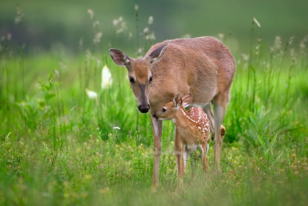 Gentle Deer Family by Nick Kalathas — canvas wall art