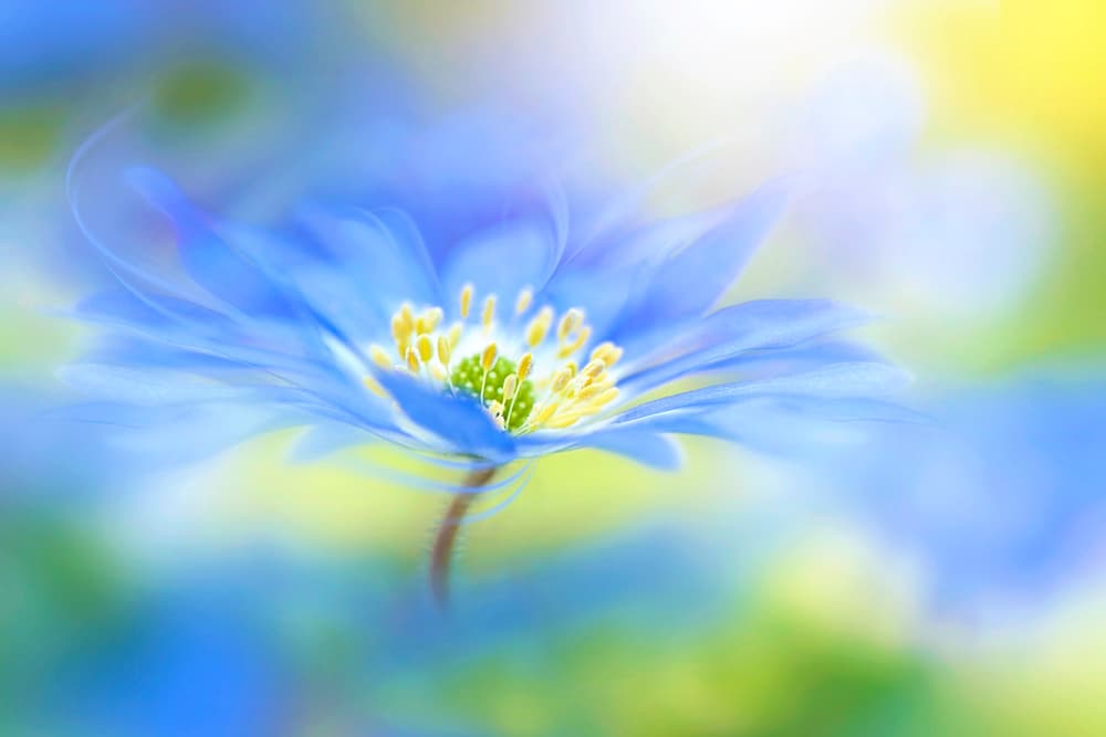 Dreamy Blue Blossom by Jacky Parker — canvas wall art