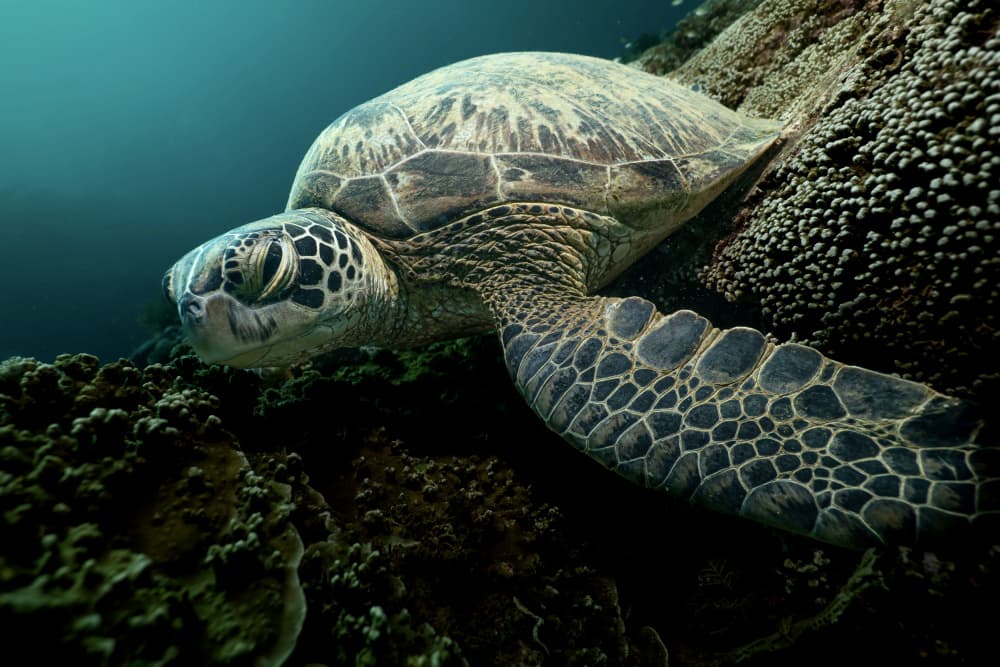Serene Sea Turtle by Serge Melesan — canvas wall art