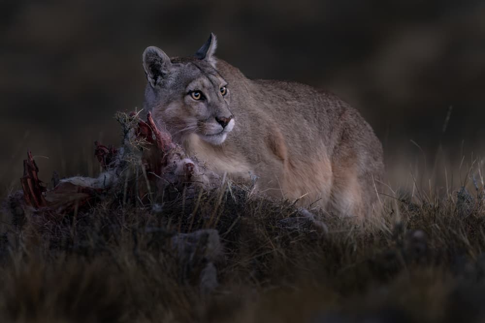 Puma's Night Feast by Hung Tsui — canvas wall art