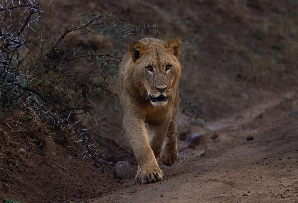 African Lion on Patrol by Johnson Huang — canvas wall art