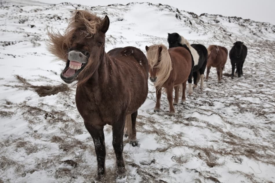 Laughing Horse in Snow by Bragi Ingibergsson - BRIN — canvas wall art