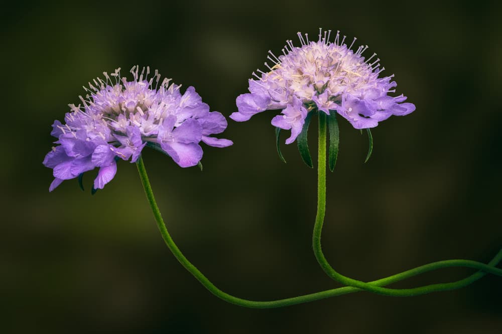 Intertwined Lavender Blooms by Ben.C.L — canvas wall art