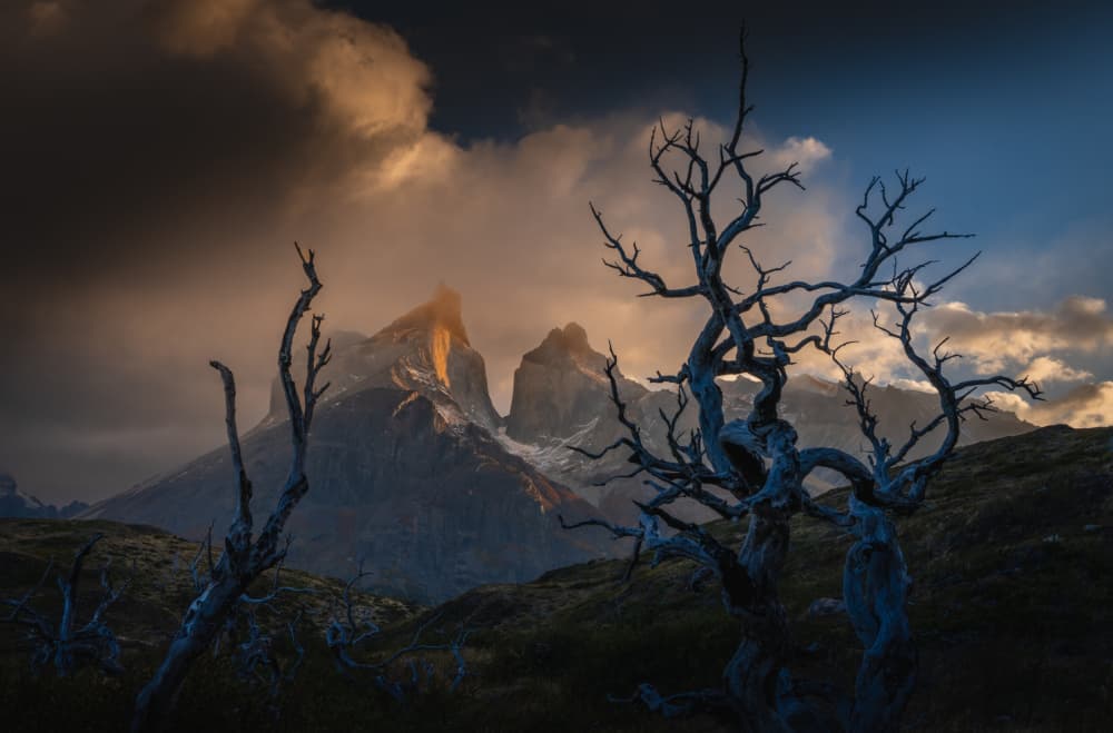 Golden Peaks And Twisted Trees by Bing Li — canvas wall art