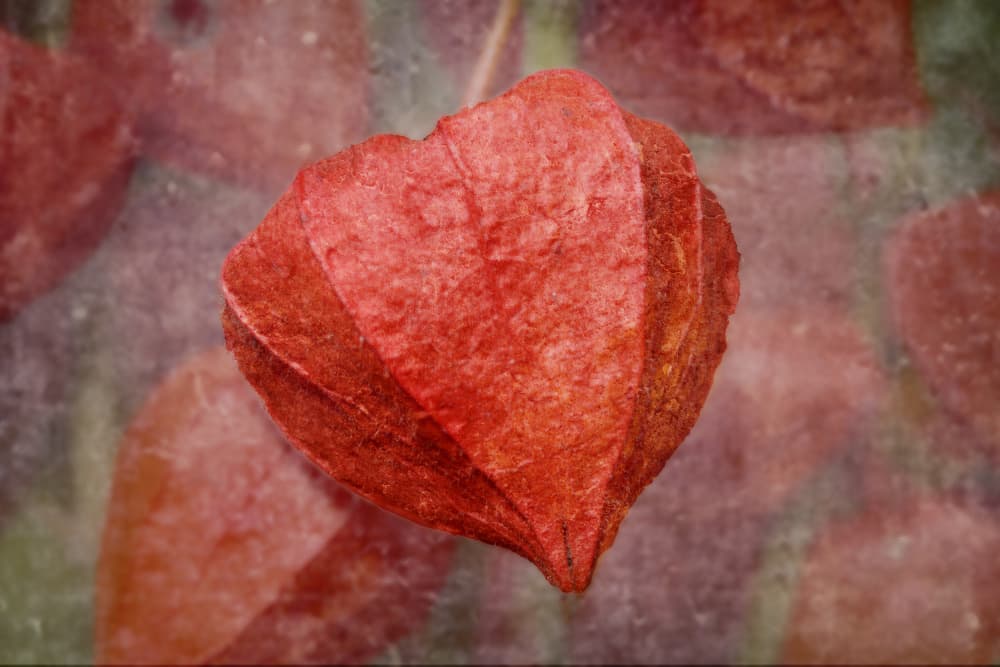 Orange Lantern Glow by Isabelle DUPONT — canvas wall art