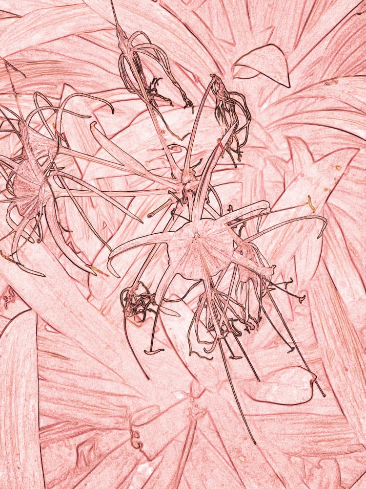 Pink Spider Lily Sketch by Santhosh ch — canvas wall art