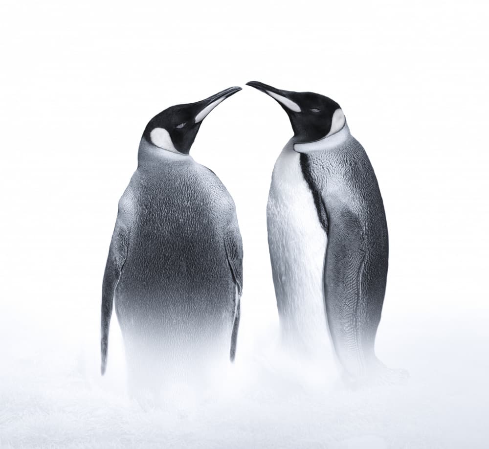 Emperor Penguin Pair by Judy Tseng — canvas wall art