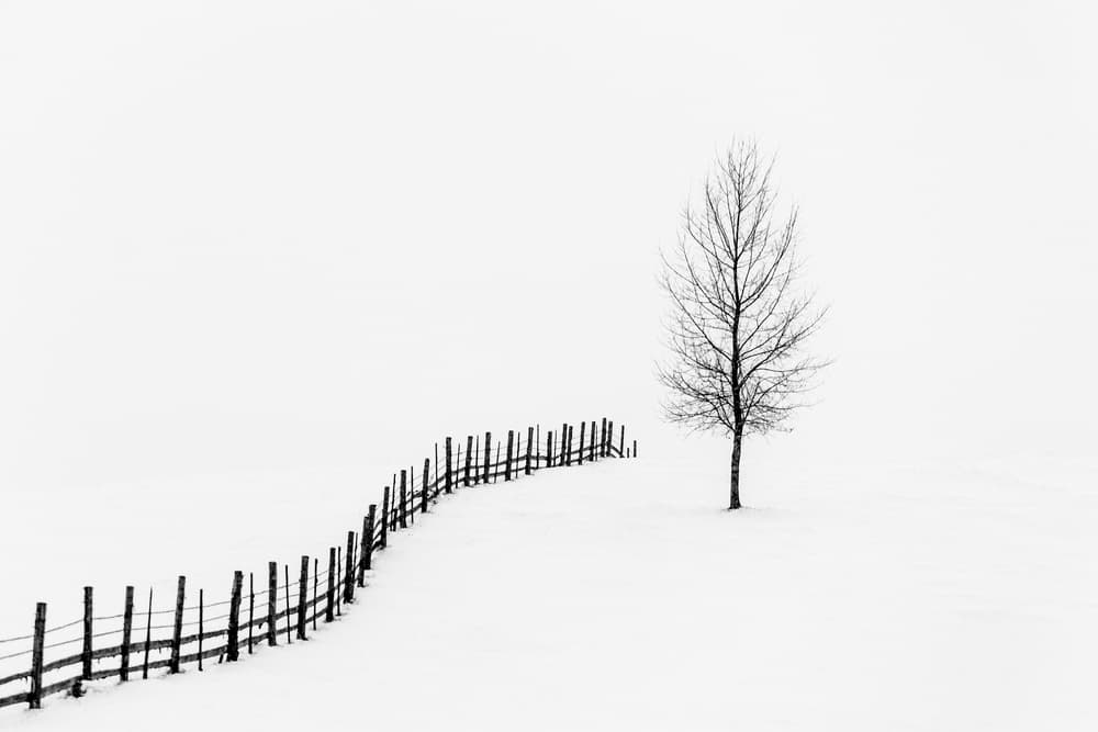 Solitary Winter Tree by Sveduneac Dorin Lucian — canvas wall art