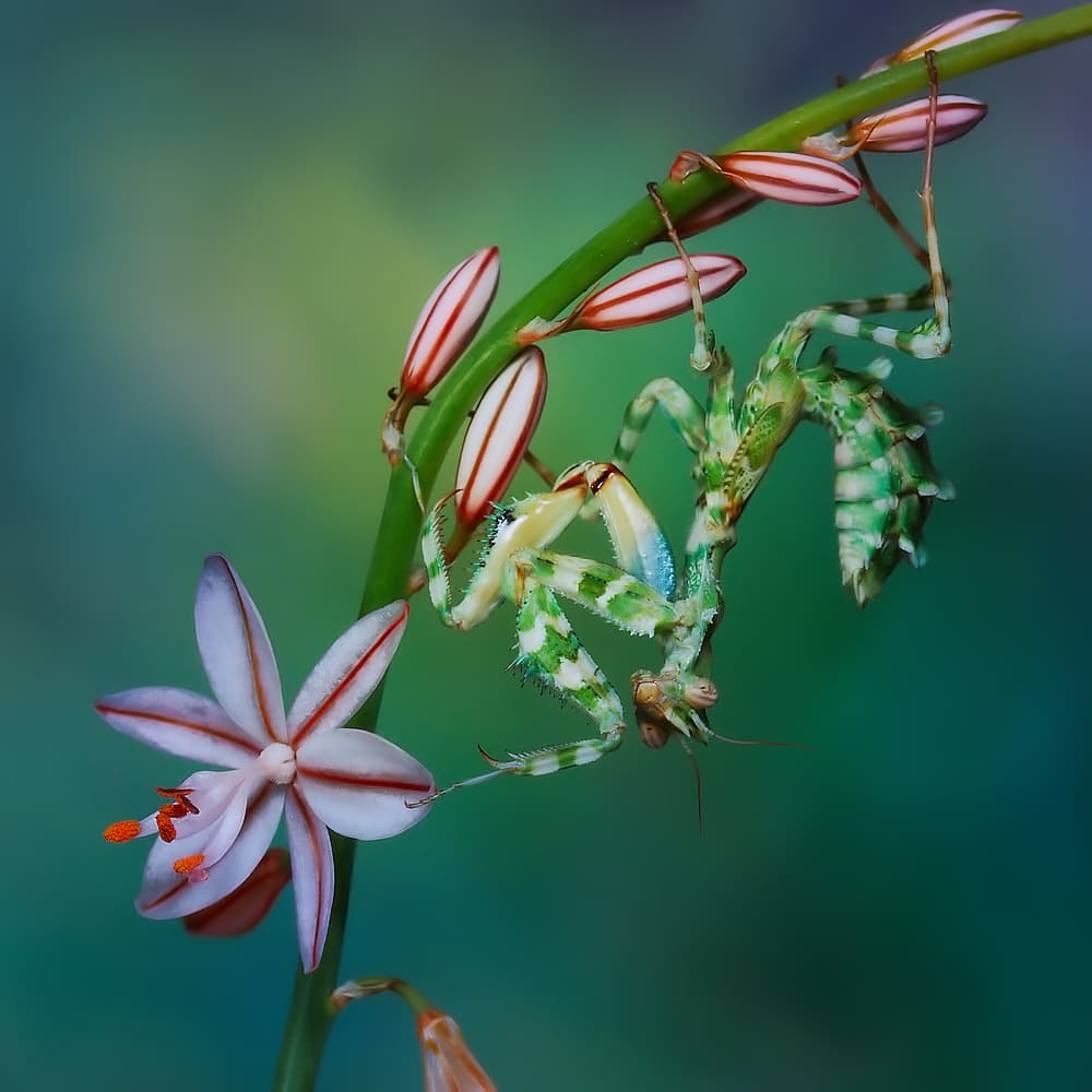 Mantis on Striped Bloom by Jimmy Hoffman — canvas wall art