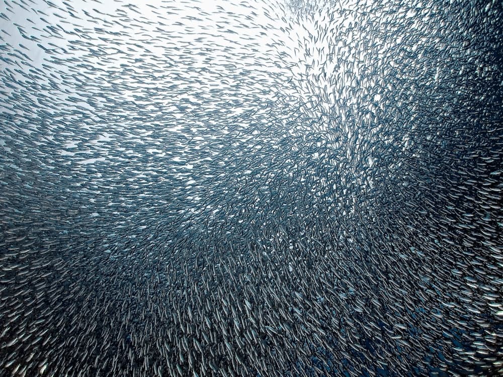 Swirling Fish School by Henry Jager — canvas wall art