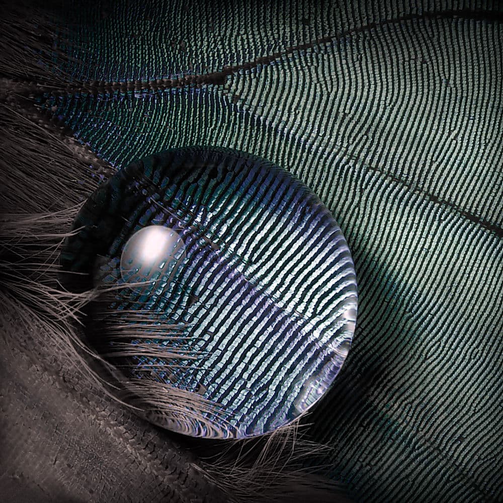 Iridescent Feather Droplet by Jimmy Hoffman — canvas wall art