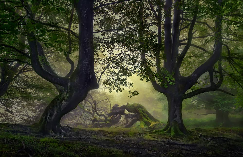 Enchanted Forest Mist by Fran Osuna — canvas wall art