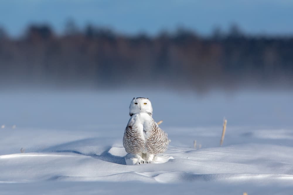 Snowy Owl In Winter by Alessandro Catta — canvas wall art