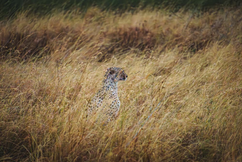 Cheetah in Tall Grass by JUNKO TORIKAI — canvas wall art